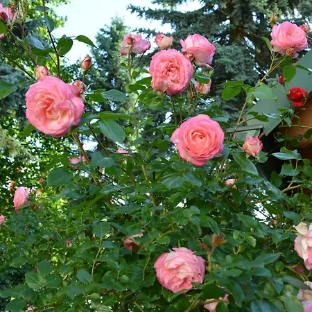 Weingut Seiner Vlg. Kraxner Farm stay Greisdorf