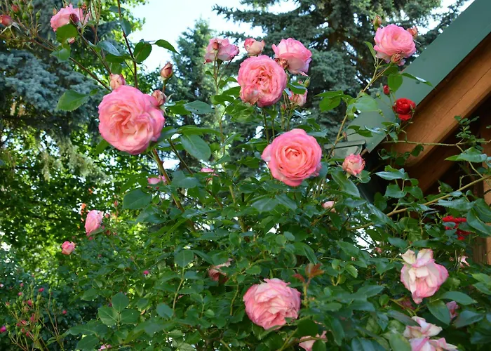 Weingut Seiner Vlg. Kraxner مزرعة للإقامة Greisdorf