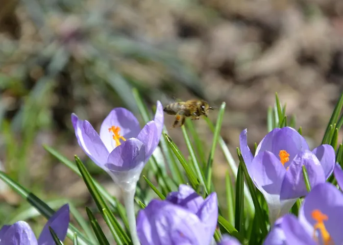 مزرعة للإقامة Weingut Seiner Vlg. Kraxner